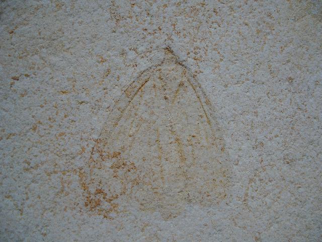 Archaegetes neuropterum Bild ©